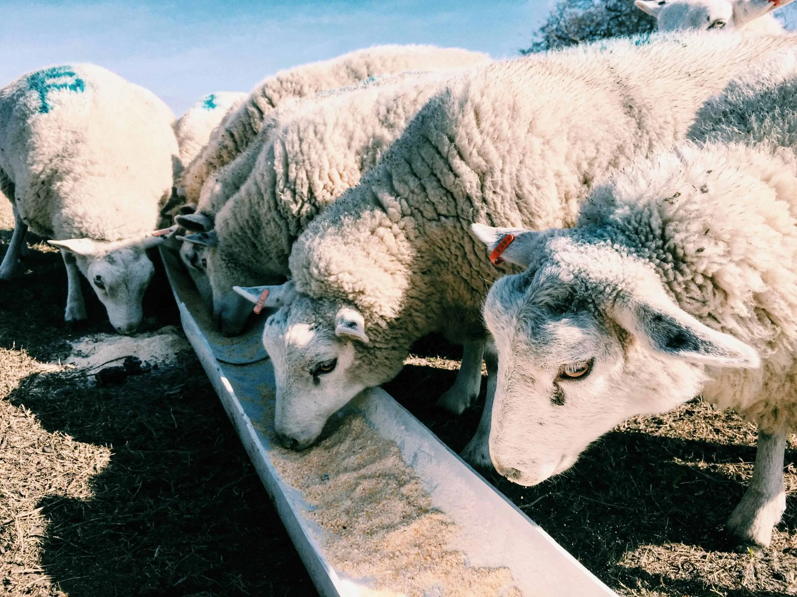 يتم تطبيق كلوريد المنغنيز في تغذية الحيوان